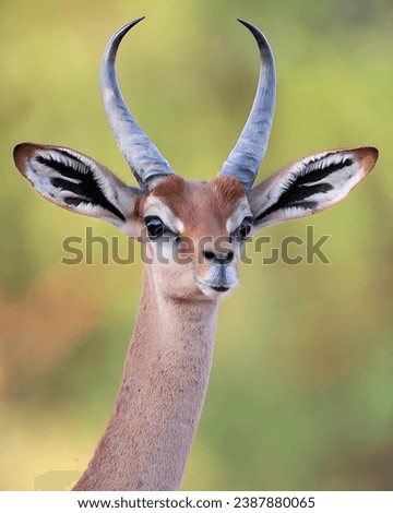 Alertness of bambi deer with beautiful horn and ear