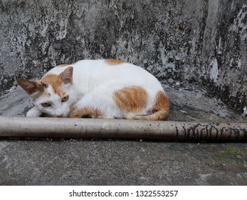 
Alertness Cat In Sham Tseng