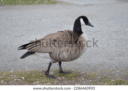 Aleutian cackling goose walking along park paths in early spring
