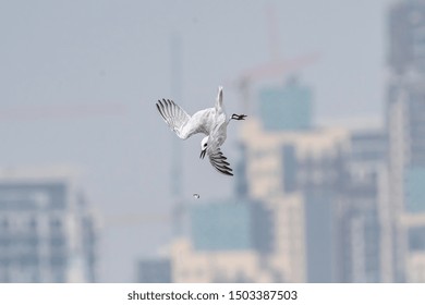 Aleutian Tern Driving For Food, Fish, Dubai, Uae