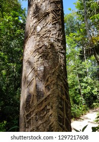 Alexa Grandiflora Ducke, Fabaceae Family. Amazon Rainforest, Brazil