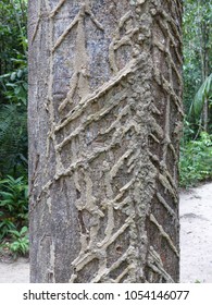 Alexa Grandiflora, Fabaceae Family. Amazon Forest, Brazil