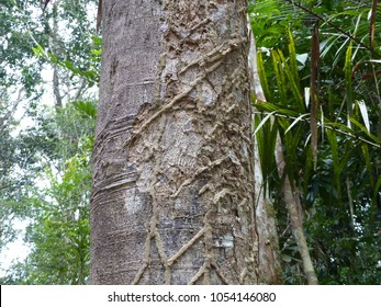 Alexa Grandiflora, Fabaceae Family. Amazon Forest, Brazil