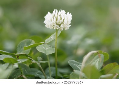 Flor de trébol alejandrino Trifolium alexandrinum con la técnica fotográfica de apilamiento de Imágenes, Alcoy, España