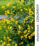 Alexandrian senna or Khartum-Senna (Senna alexandrina). Ornamental shrub with pinnate leaves, linear to lanceolate pointed leaflets and pale yellow flowers in clusters