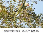 Alexandrine parakeet, Alexandrine parrot - Psittacula eupatria female perched while eating. Photo from Ranthambore National Park, Rajasthan, India.