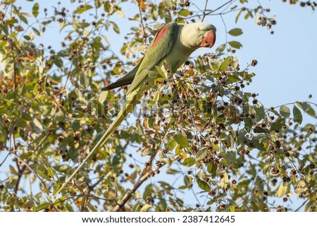 Alexandrine parakeet, Alexandrine parrot - Psittacula eupatria female perched while eating. Photo from Ranthambore National Park, Rajasthan, India.