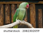 Alexandrine parakeet (Psittacula eupatria) profile