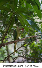  Alexandrine Parakeet (Psittacula eupatria) Sri Lanka - Shutterstock ID 1542676697