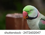 The Alexandrine Parakeet which is also known as Alexandrine Parrot is a medium-sized parrot. It is native to South and Southeast Asia and is also commonly seen at parks and zoos.