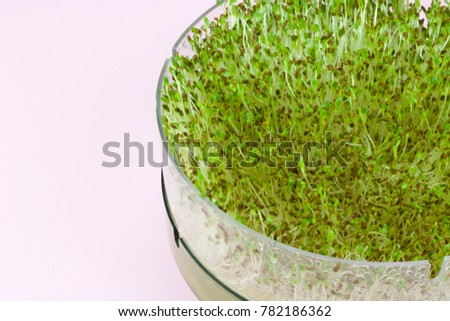 alfa alfa microgreens in a container isolated on white, copy space