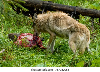 Alfa She Wolf Feeding On Carcass Of Wild Boar