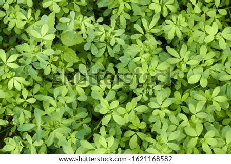 Alfaalfa lucerne plant young growth on bed in the field from above overhead top view, agrarian sideration process. Background, texture, copy space, closeup.
