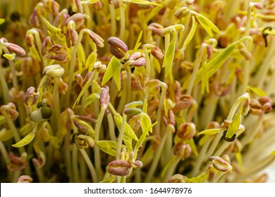 Alfafa Bean Sprout In White Bowl, Lucerne And Called Medicago Sativa In Binomial Nomenclature, Is A Perennial Flowering Plant 