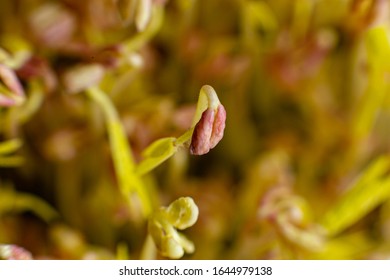 Alfafa Bean Sprout In White Bowl, Lucerne And Called Medicago Sativa In Binomial Nomenclature, Is A Perennial Flowering Plant 