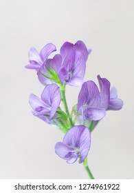 Alfalfa, Also Called Lucerne, Medicago Sativa, Edible Plant Growing Wild In Finland