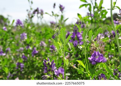 Alfalfa flowers for growing seeds, alfalfa in a field with flowers, background - Shutterstock ID 2257665075