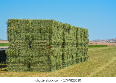 Alfalfa Hay, grown, Baled, ready to be shipped to feed stores. Goodyear, Maricopa County, Arizona USA