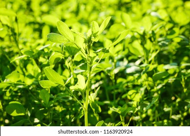 Alfalfa, Lucerne Plant Growing Outdoors On Bed  Under Sun Lights, Backlit, Background, Close-up