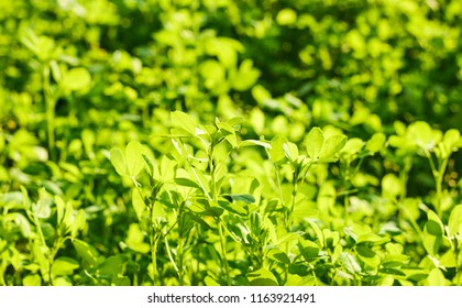 Alfalfa, Lucerne Plant Growing Outdoors In The Field  Under Sun Lights, Backlit, Background, Close-up