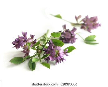 Alfalfa (Medicago Sativa)