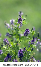 Alfalfa; Medicago; Sativa