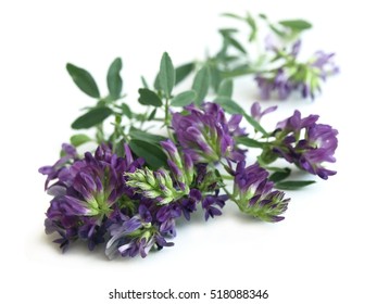 Alfalfa (Medicago Sativa)