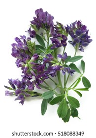 紫花苜蓿图片 库存照片和矢量图 Shutterstock