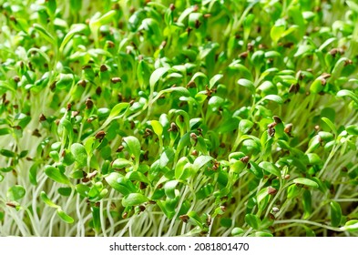 Alfalfa Microgreens Close Up. Fresh And Young Lucerne Seedlings, Medicago Sativa, In Sunlight. Green Shoots, Young Plants And Sprouts. Legume, Used As Forage Crop, As A Garnish Or As A Leaf Vegetable.