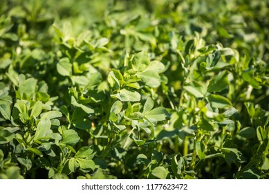 Alfalfa Plant Detail	