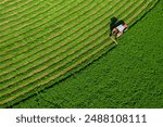 alfalfa plant harvest, people working with tractors and agricultural machinery, storage of silages in silos for the feed needs of mammals such as cattle, sheep and goats, irrigated and modern agricult