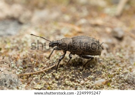 Alfalfa snout beetle, Otiorhynchus ligustici on ground