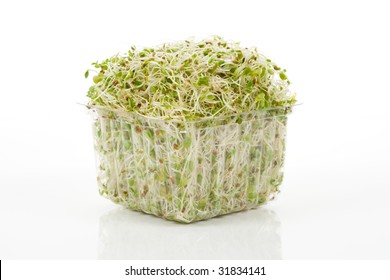 Alfalfa Sprout With White Background