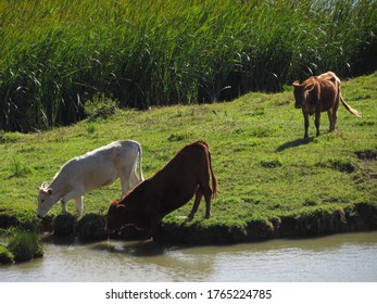 Alfredo Wagner/Santa Catarina/Brazil - 02042020: Cows Drinking Water At The Soldiers Of Sebold