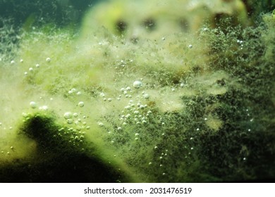 Algae In Aquarium Dirty Fish Tank Releasing Oxygen In Water 