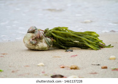 Algae Attached To Rock On East Hampton Beach.