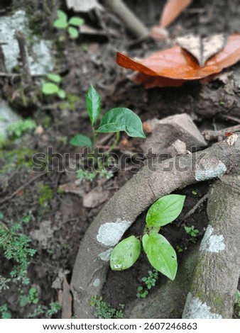 algae. autumn. background. baeutiful. branck