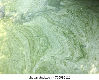 Algae Background