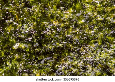 Algae Background Texture Stock Photo 356895896 | Shutterstock