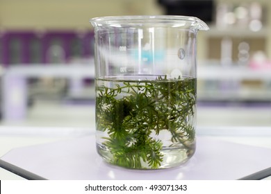 Algae In Beaker