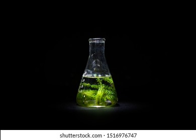 Algae Biofuel In Glassware Test