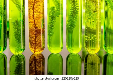 Algae Biofuel Has A Low Carbon Footprint.