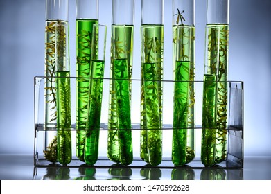 Algae Biofuel Tube In Biotech Laboratory, Photobioreactor In Lab Algae Fuel Biofuel Industry