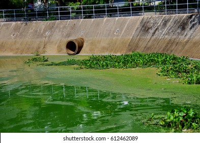 Algae Bloom.