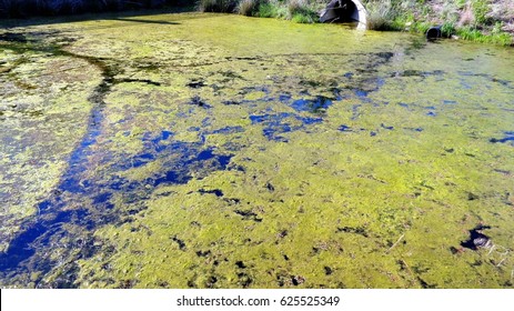 Algae Bloom or Algal Bloom Caused by Fertilizer Run Off 