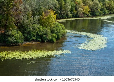 Algae Bloom On The River. Water Pollution Of Rivers And Lakes By Harmful Algal Blooms.