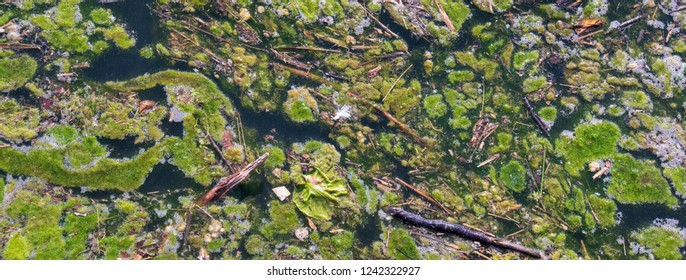 Algae Bloom In Polluted Water