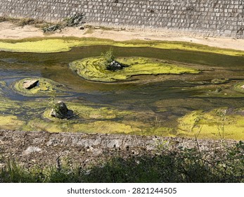 Algae bloom in shallow river by stone embankment