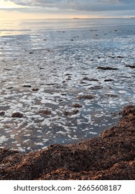 Algae blooming on Semaphore Beach,  Adelaide,  South Australia 