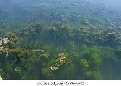 Algae Blooms In Lake Erie 